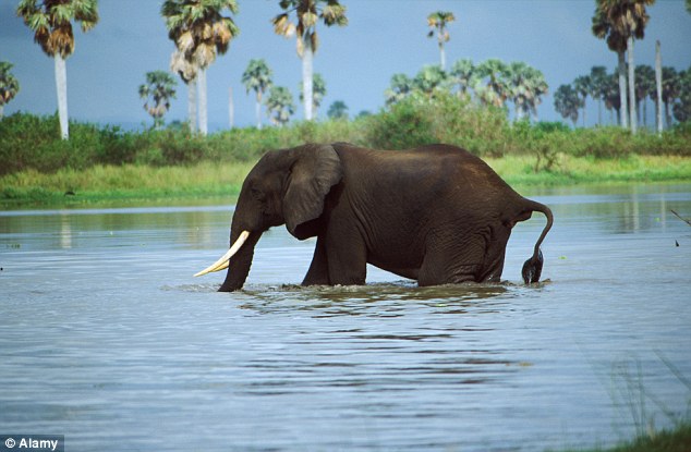 Famous: The Selous Game Reserve is renowned for its elephants, though poachers have decimated their numbers