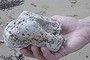 Pumice on Broulee Beach this week