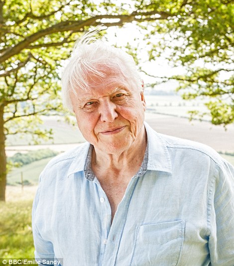 The famous old Main Ridge Reserve is one of the best surviving slabs of ancient forest in the Caribbean and, together with its avian marvels, was profiled by Sir David Attenborough in his documentary The Trials Of Life