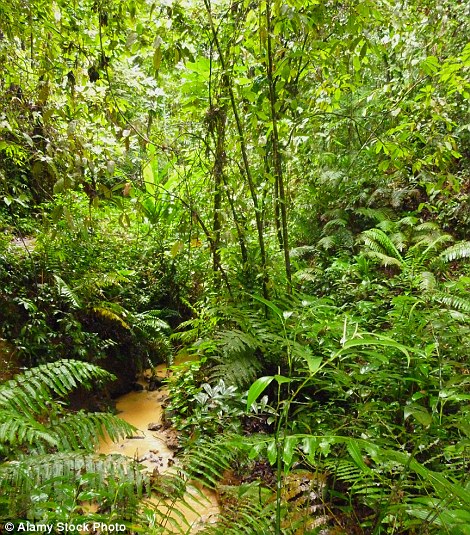 The famous old Main Ridge Reserve (pictured) is one of the best surviving slabs of ancient forest in the Caribbean and, together with its avian marvels, was profiled by Sir David Attenborough in his documentary The Trials Of Life