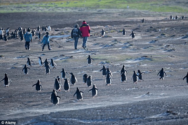 A conservative estimate of 50,000 cruise ship passengers will arrive in the Falklands this summer season