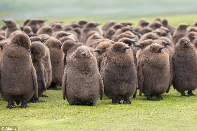 Fluffy and adorable king penguin chicks huddle in the rain at Volunteer Point in the Falkland Islands