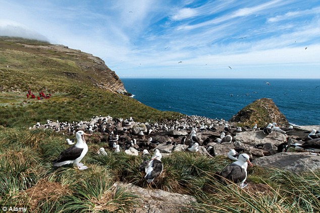 Black-browed albatross sit on their nest while tourists (left) keep their distance at West Point Island 