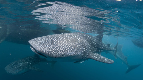 2014-07-30-whalesharkmigrates.jpg