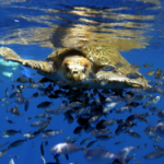 Group Seeks to Create Marine Protected Area off the Osa Peninsula