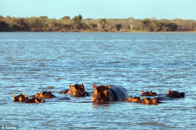 Face to face: Hippopotamuses walk pass the camp to a favourite grazing ground, and sometimes stop to visit