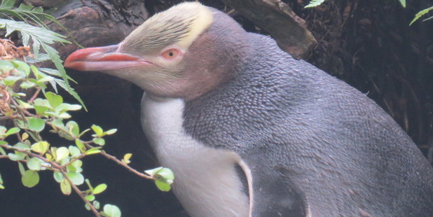 A yellow-eyed penguin and its chick, on Enderby Island. Photo / Paul Charman