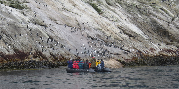 Zodiac passengers close in on Snares Island Penguins. Photo / Paul Charman