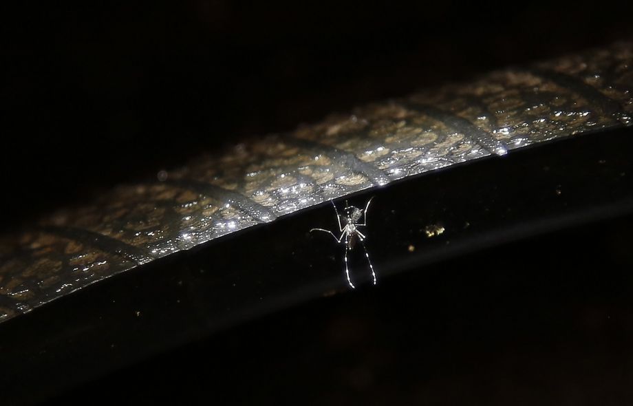 The Aedes aegipty female mosquito is a vector for the Zika virus, and also dengue, yellow fever and chikungunya. Photo: Fernando Vergara, Associated Press