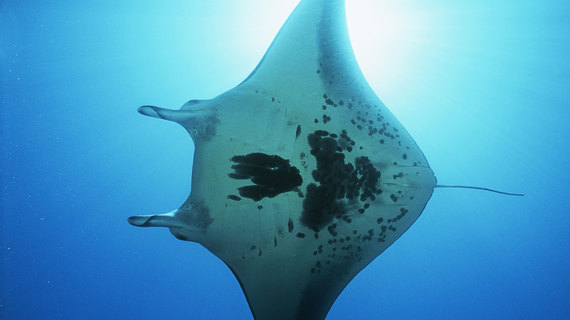2014-07-30-mantaray.jpg