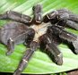 A female Phormingochilus pennellhewletti - a new species of tarantula discovered by Dean Hewlett and Mark Pennell. See SWNS story SWSPIDER: A spider fan has spent 20 years and £30,000 trekking the jungles across the world to find the first newly-recorded species of tarantula in 120 years. Brave Mark Pennell, 50, used to be frightened of the creepy crawlies, but after he adopted a pet tarantula to conquer his fear, he became obsessed with the creatures. The tattoo artist - who has owned more than 300 spiders - decided he wanted to find his own species of the hairy animal.