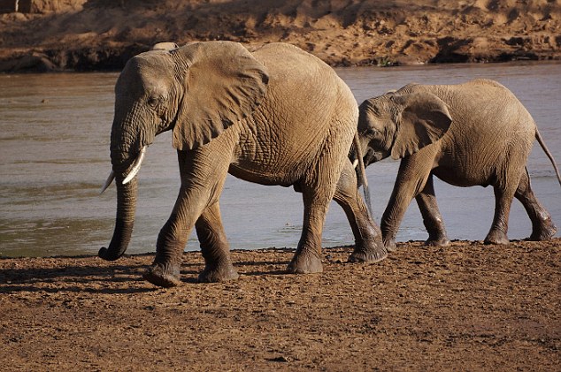 The couple visited a Masai Village, kissed giraffes and went to seven different wildlife parks in East Africa