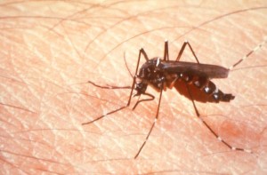 Aedes mosquito