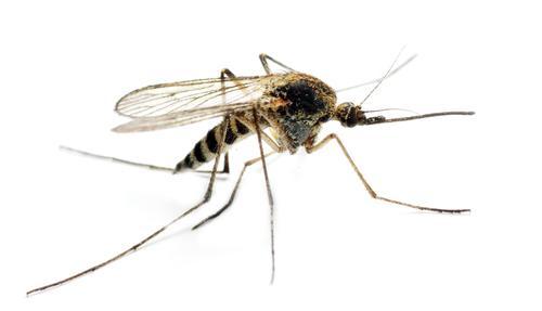 What You Need to Know About the Mosquito-Borne Disease Ravaging the Caribbean