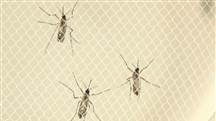 WHO to hold emergency meeting as Zika virus spreads