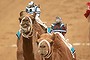 Robotic jockeys control camels during a race at Dubai Camel Racing Club during the Al Marmoum camel racing season.