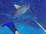 Under attack: Jason Dimitri can be seen spearing the shark in the video clip