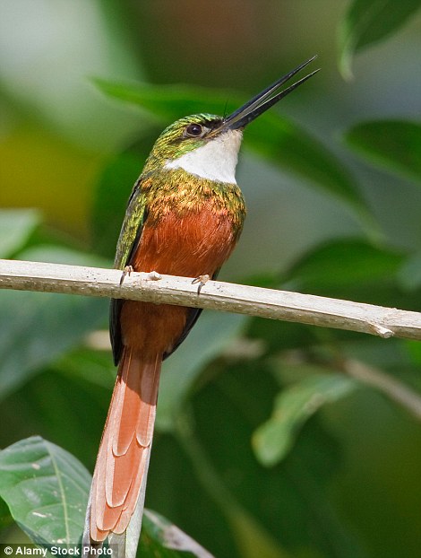 The yellow-breasted flycatcher, blue-backed manakin and rufous-tailed jacamar (pictured) are just three wonderful names from a sensational cast of birds that are never far away in the famous old Main Ridge Reserve