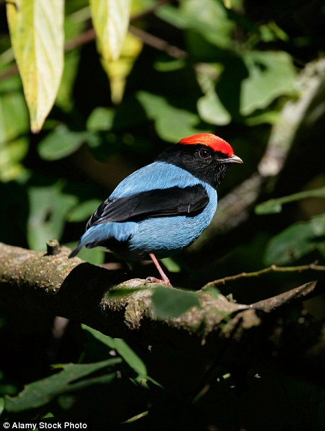 The yellow-breasted flycatcher, blue-backed manakin (pictured) and rufous-tailed jacamar are just three wonderful names from a sensational cast of birds that are never far away in the famous old Main Ridge Reserve