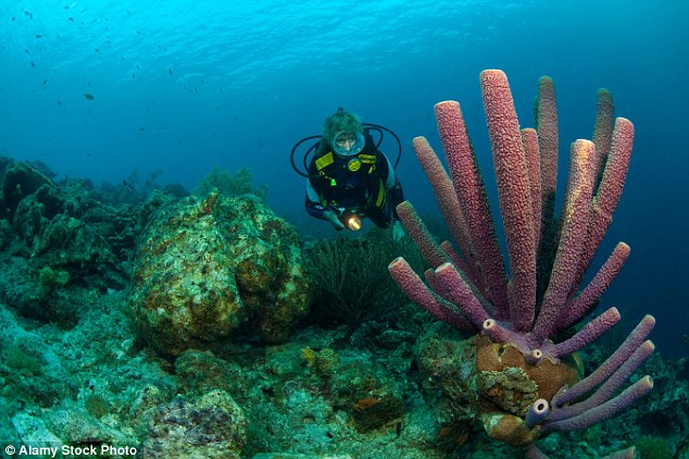 The Dutch Caribbean island of Curacao is also home to great diving spots. Above, the stove-pipe sponge in the nearby waters