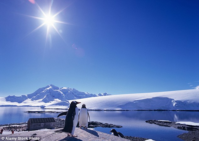 The resident penguins (pictured) are the obvious attraction but people also take the opportunity to dive into the sub-zero waters