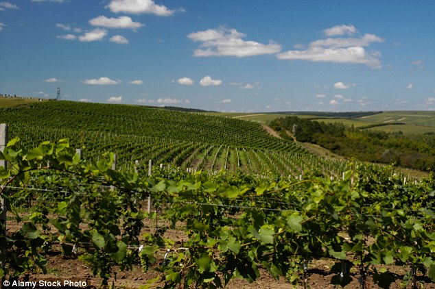 One of the main attractions is that of wine tourism, which many Moldovans are involved in. Above, a vineyard in Cricova