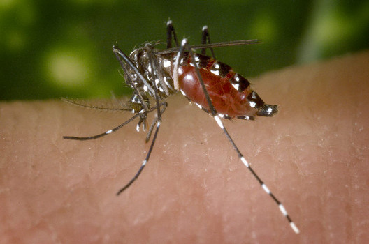 mosquito borne virus 