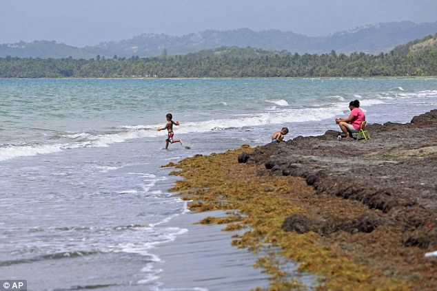 Children play as their mother keeps an eye on them at a beach heavily covered with seaweed in the east coast town of Humacao, Puerto Rico