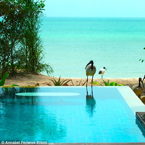 Annabel's companions were the beautiful birds that stopped by