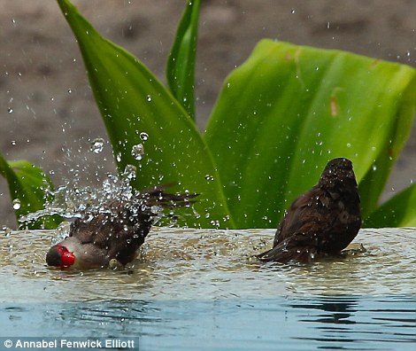 On a daily basis, dainty birds would float over to the bird bath by her pool, dip their exotic-coloured heads in, and shake little silver droplets of water around as if they’ve been paid to perform