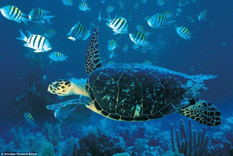 Underwater, the sea was clear as glass, the coral alive with tropical fish of every size and description, and at one point, a turtle slid gracefully past
