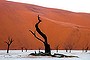 This image was taken at Deadvlei one of the amazing salt pans in the Namib Desert in Namibia. These trees are long dead, about 900 years old, however, they do not rot because the air is so dry they are preserved as skeletons. As the sun rises, the amazing red sand dunes are in stark contrast to the black dead acacia trees and the white patchwork of the dry salt pan. The area is strangely quiet giving an eerie and almost spooky atmosphere. Fabulous at either sunrise or sunset!