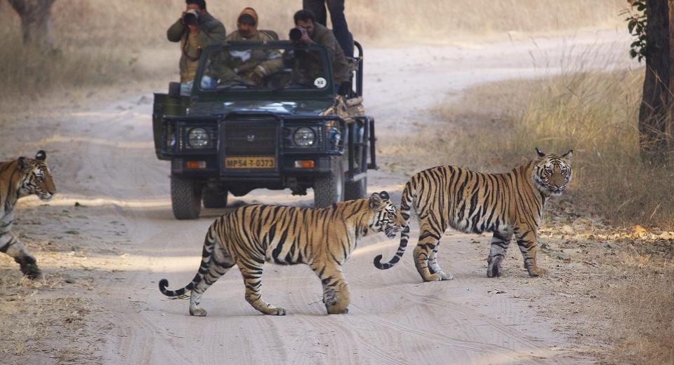 Safari Honeymoon. Photo Credit: Jacada Travel