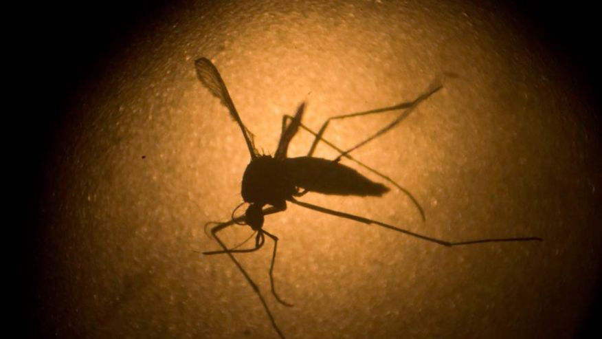 zika_biteap.jpg