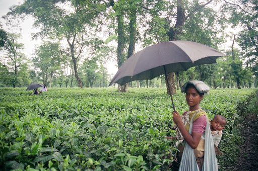 Crocodile Love: Unusual People Who Made Remarkable Trips