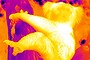 Thermal imaging of a koala.
