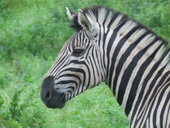 African zebra