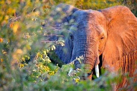 2014-07-29-SingitaLebomboElephant.jpg
