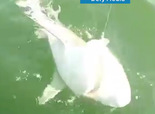 WATCH: Fish Swallows Shark!