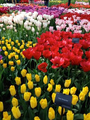 tulips2 051715