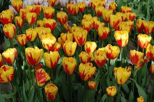 tulips1 051715