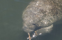 Manatees In Paradise