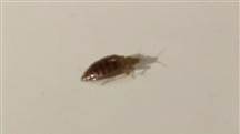 Bed bugs are developing immunity to most common pesticide treatment