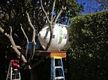 Californian man builds Apollo-themed treehouse in his back garden