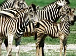 Scientists have discovered a mass migration of zebras in Africa that reaches farther than any other documented on the continent