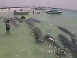 In the shallows: It is unusual for a group of manatees to be found swimming together