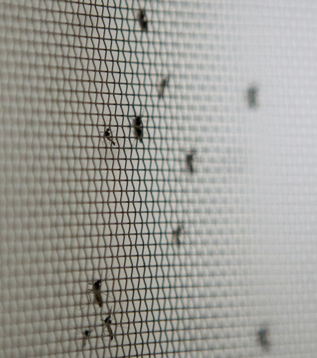 Chikungunya is being locally transmitted throughout the Americas. (Photo credit: Erika Santelices/ Getty Images