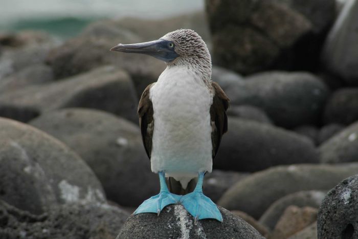 Blue-footed Booby - Galápagos Islands