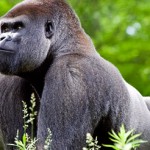 Tourism in Rwanda: Genocide memorials as well as gorillas