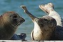 Atlantic grey seals (Halichoerus grypus - in German: Kegelrobben) bask in hot weather on a sunny day on the south beach of Duene Island on August 4, 2013 near Helgoland, Germany. 